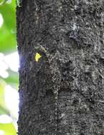 Image of Indian flying lizard