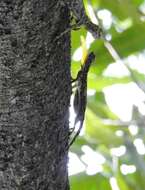 Image of Indian flying lizard