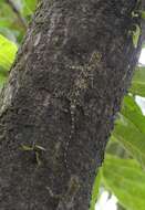 Image of Indian flying lizard