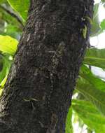 Image of Indian flying lizard