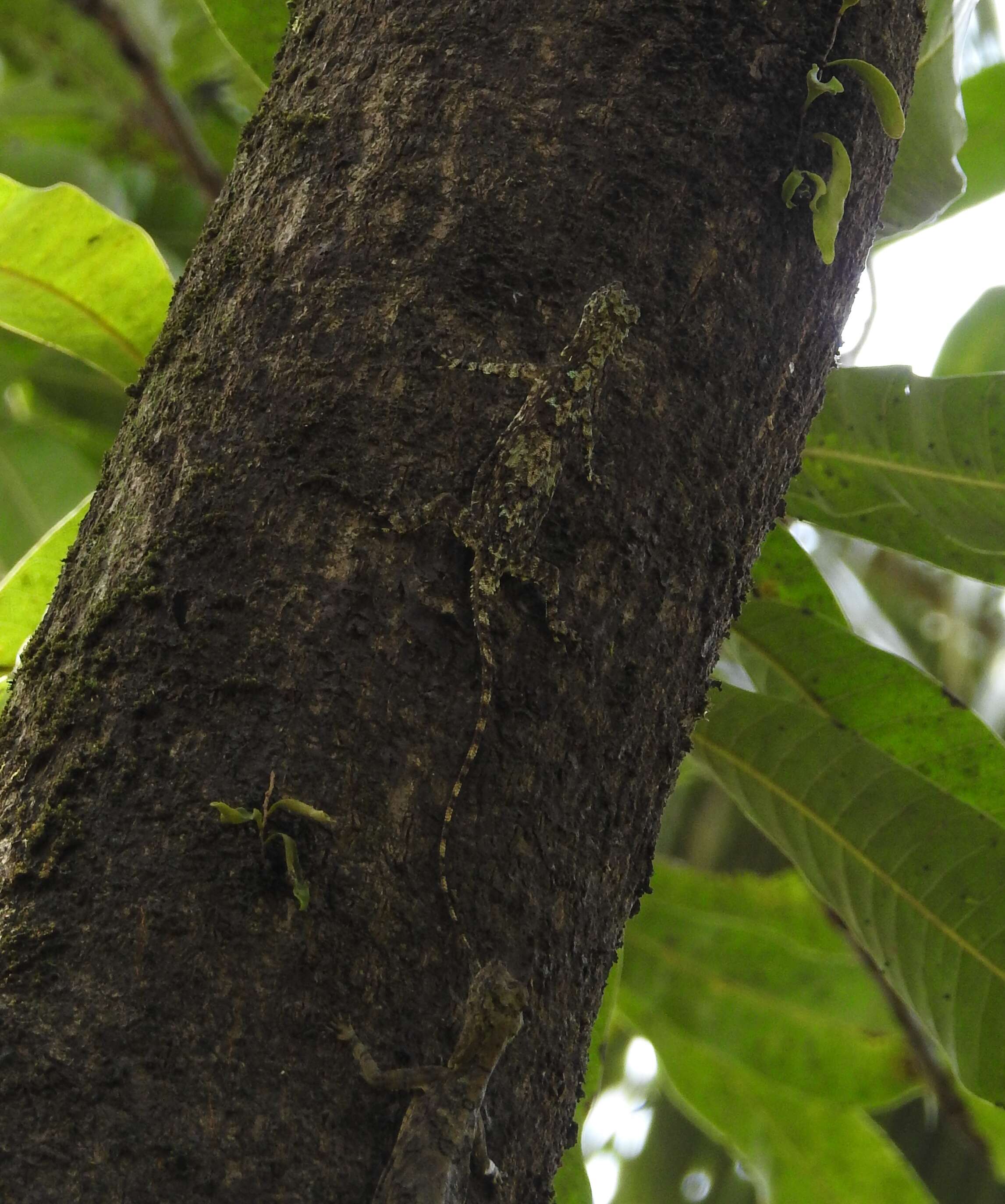 Image of Indian flying lizard