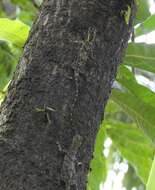 Image of Indian flying lizard