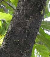 Image of Indian flying lizard