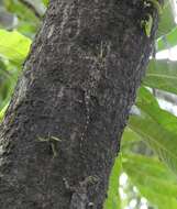 Image of Indian flying lizard