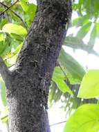 Image of Indian flying lizard