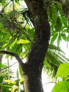 Image of Indian flying lizard