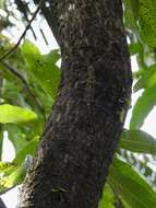 Image of Indian flying lizard