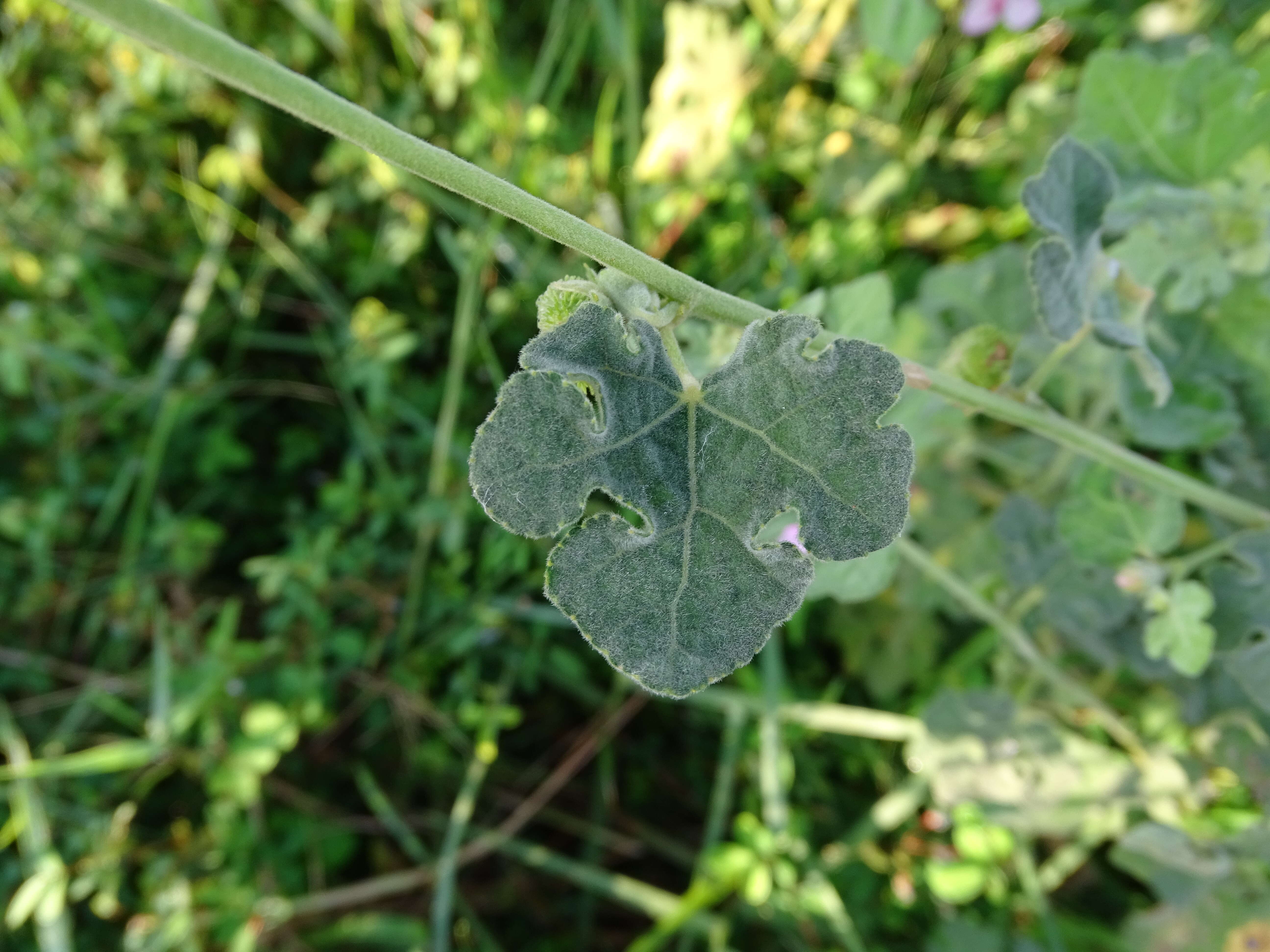 Image of Caesarweed