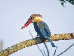 Image of Stork-billed Kingfisher