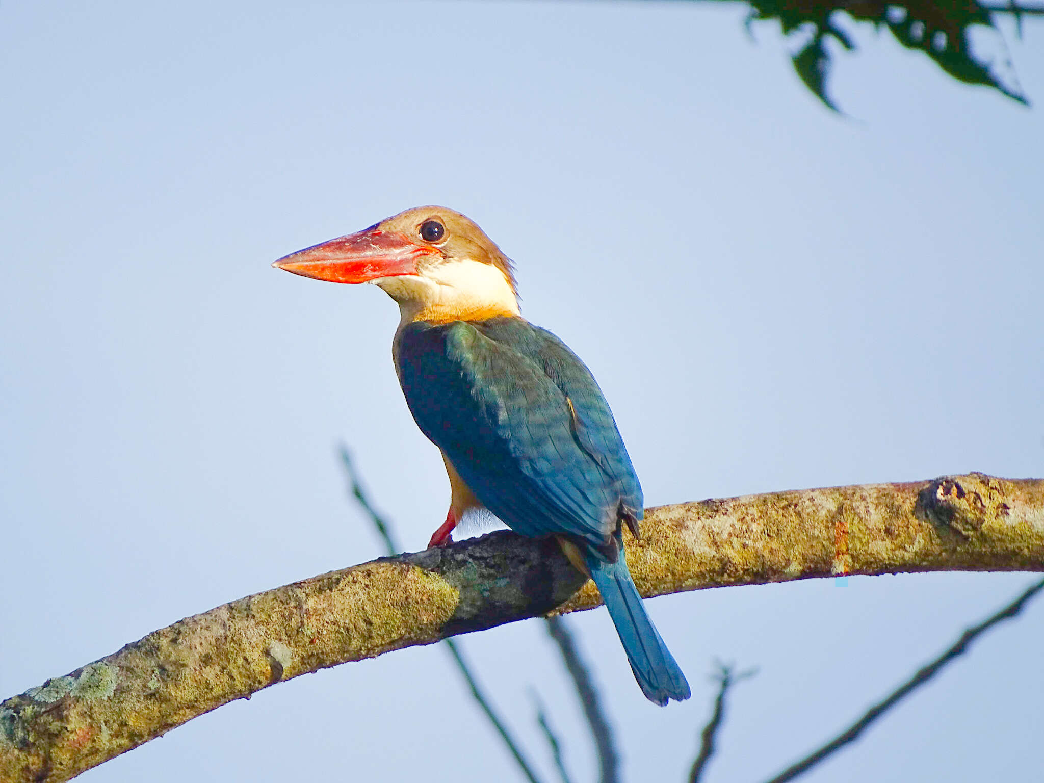 Image of Stork-billed Kingfisher