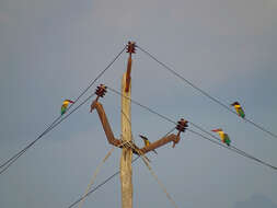 Image of Stork-billed Kingfisher