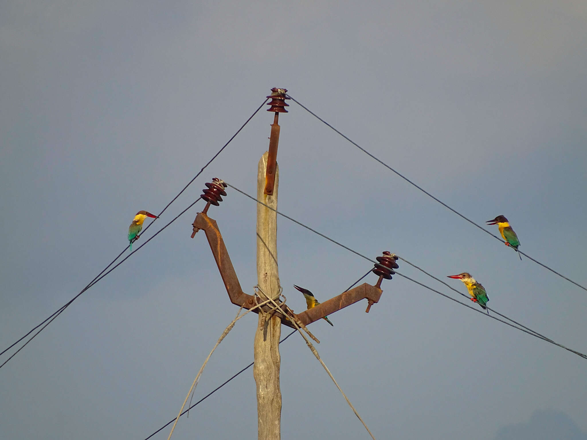 Image of Stork-billed Kingfisher