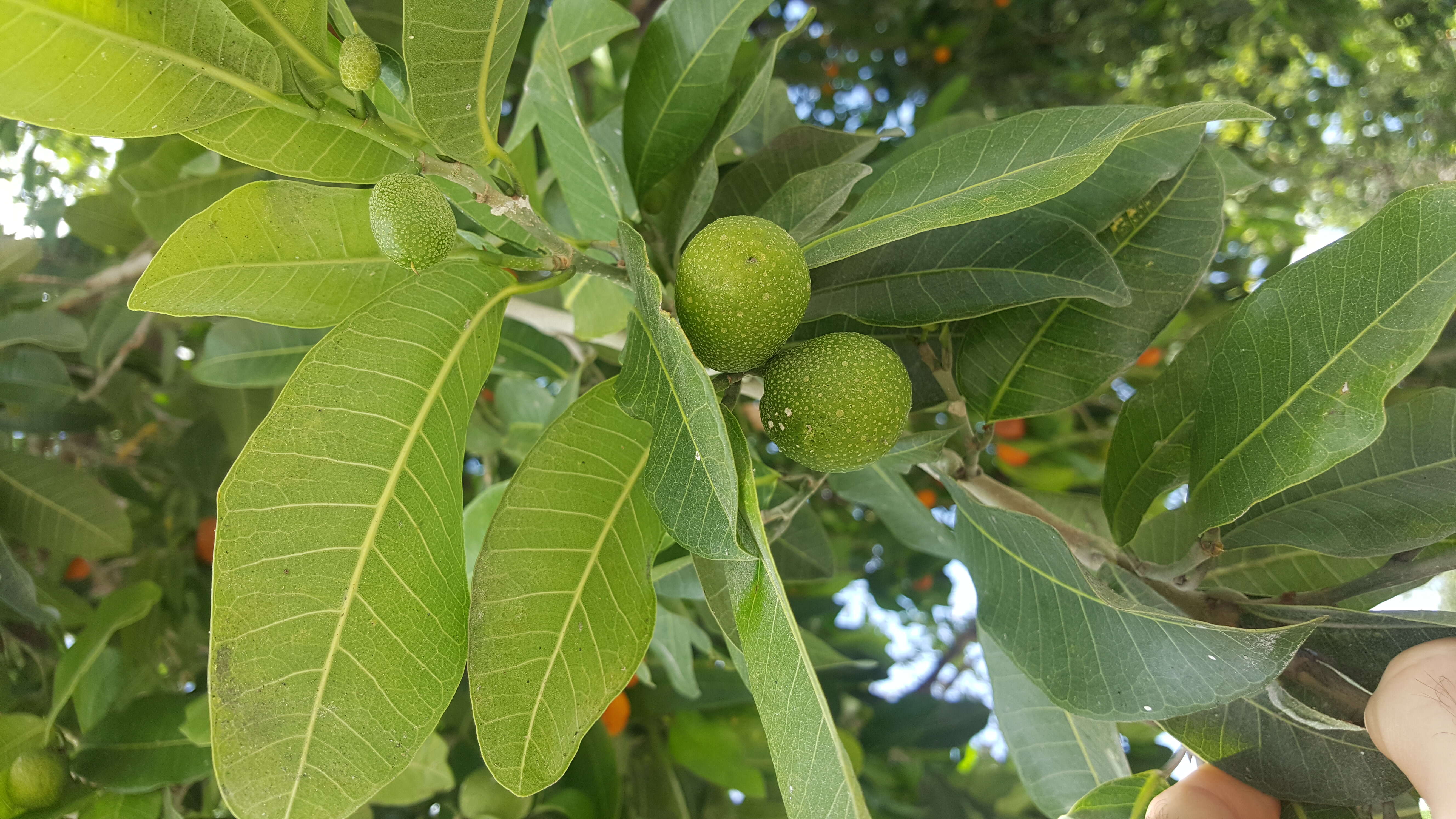 Image of breadnut