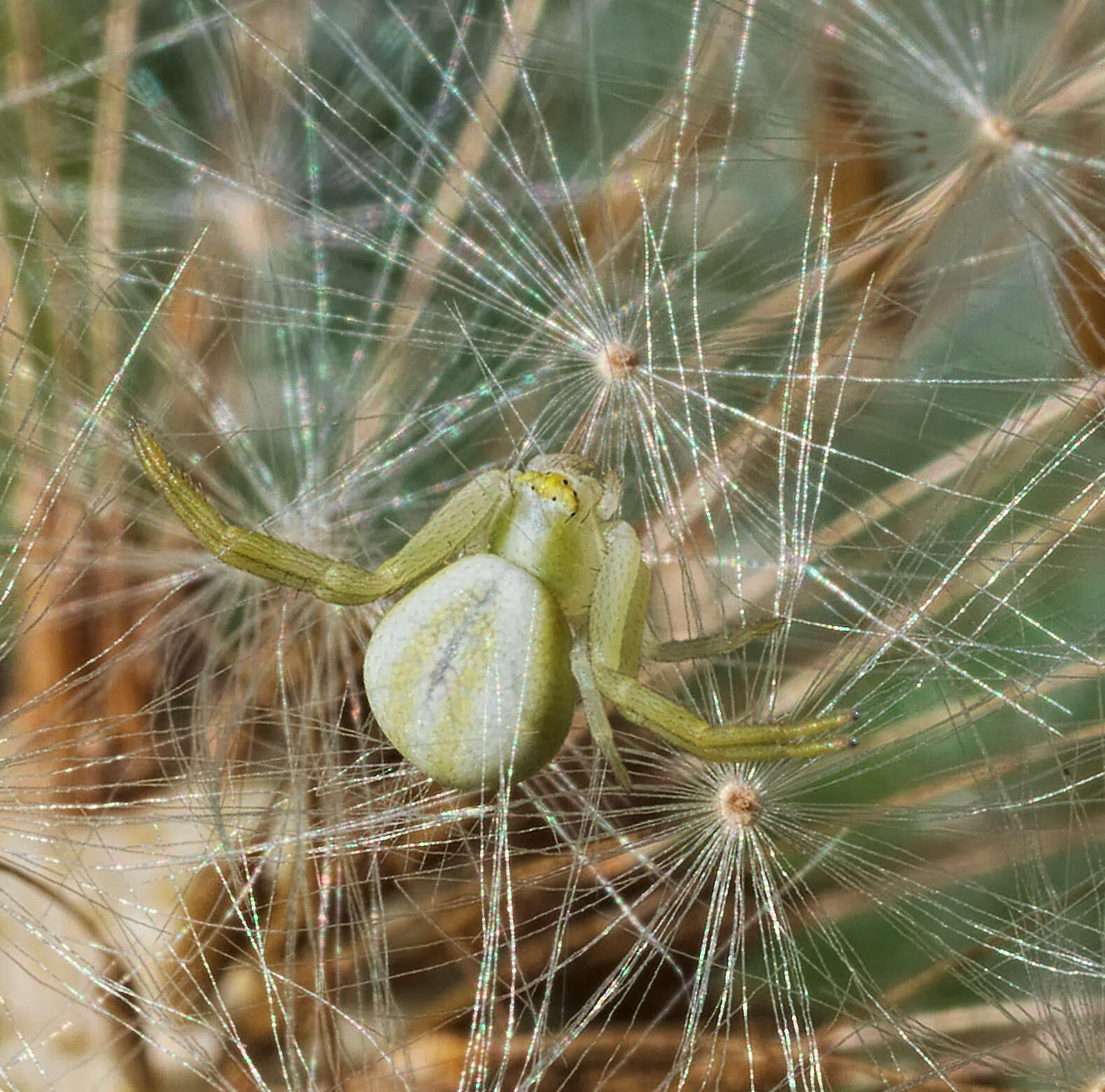 Image of Flower Crab Spiders