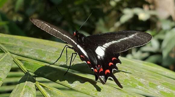 Image of Parides proneus (Hübner 1831)