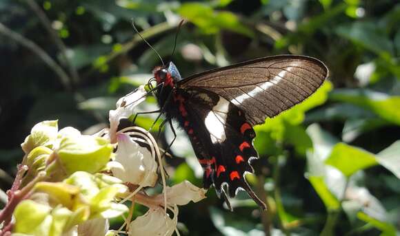 Image of Parides proneus (Hübner 1831)