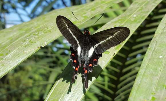 Image of Parides proneus (Hübner 1831)