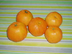 Image of Citrus × clementina