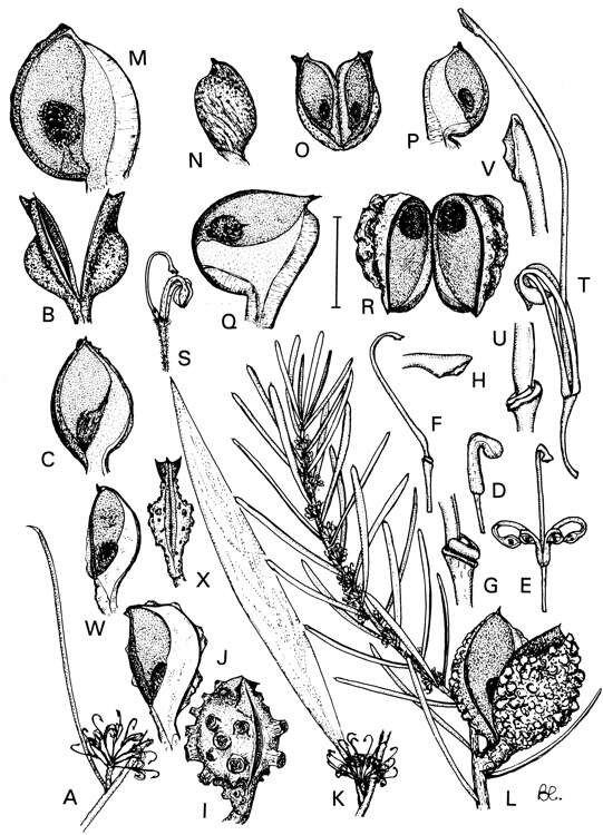 Image of Hakea florulenta Meissner