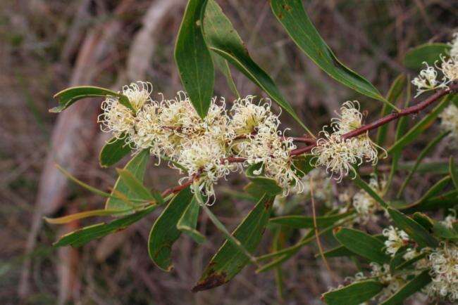 Image of pincushion tree