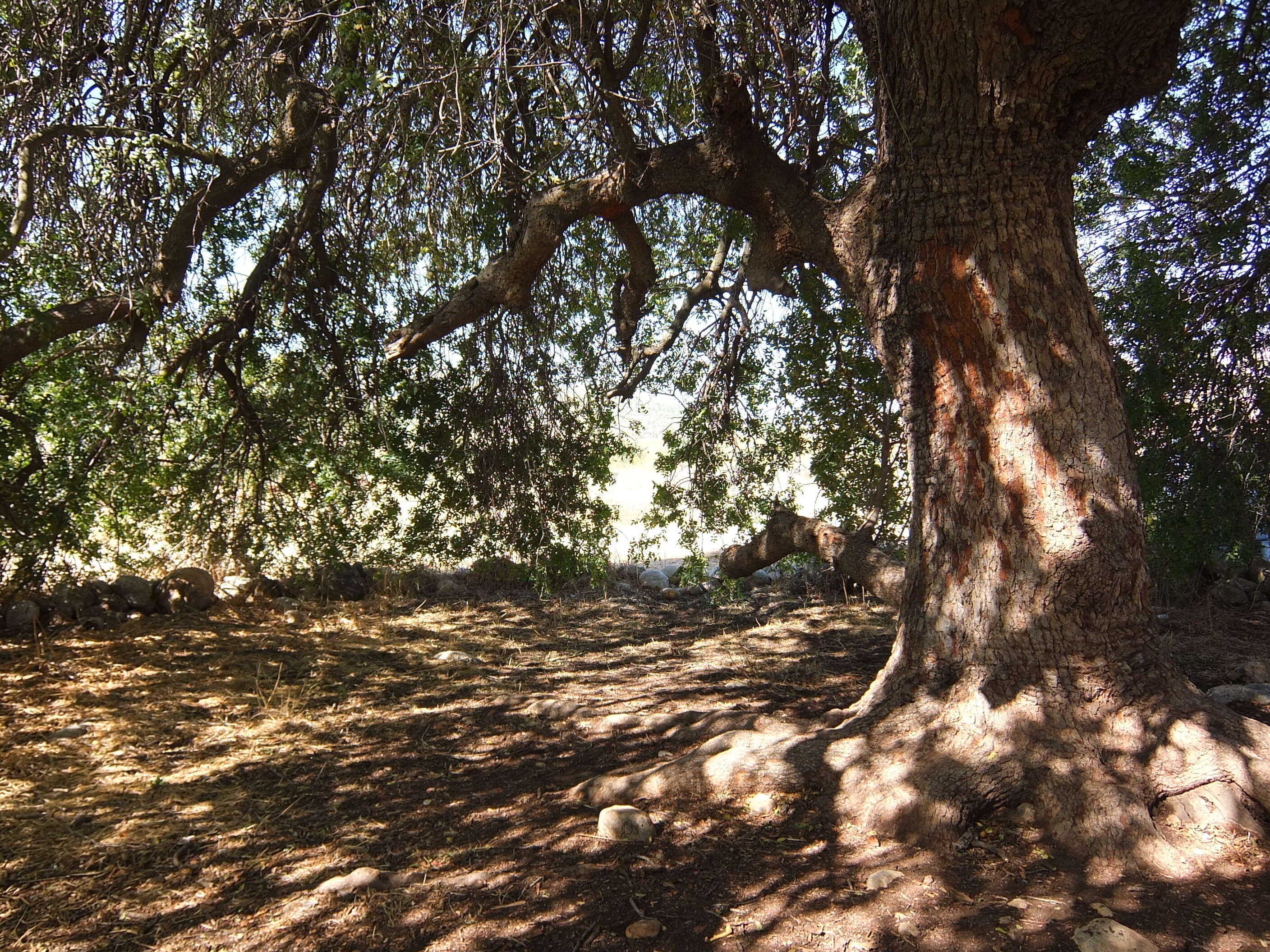 Image of Mt. Atlas mastic tree