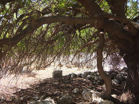 Image of Mt. Atlas mastic tree