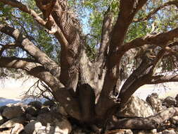 Image of Mt. Atlas mastic tree