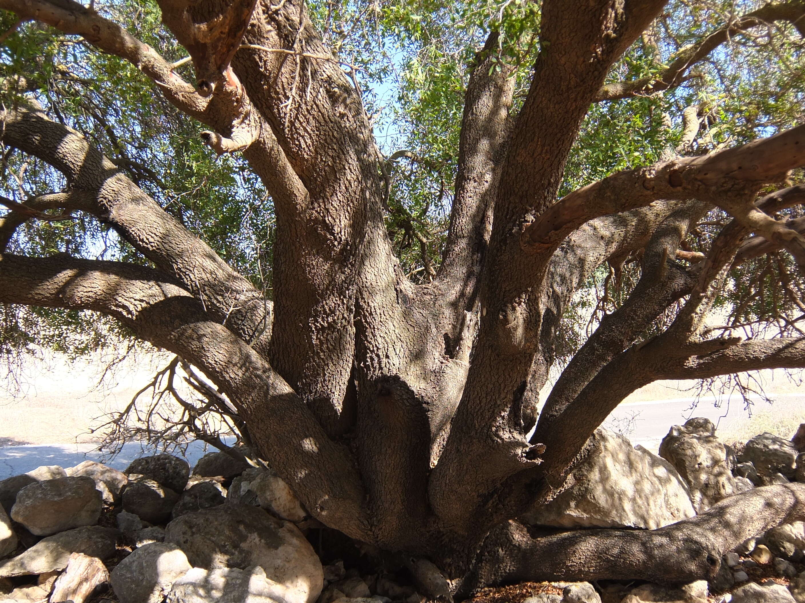 Image of Mt. Atlas mastic tree