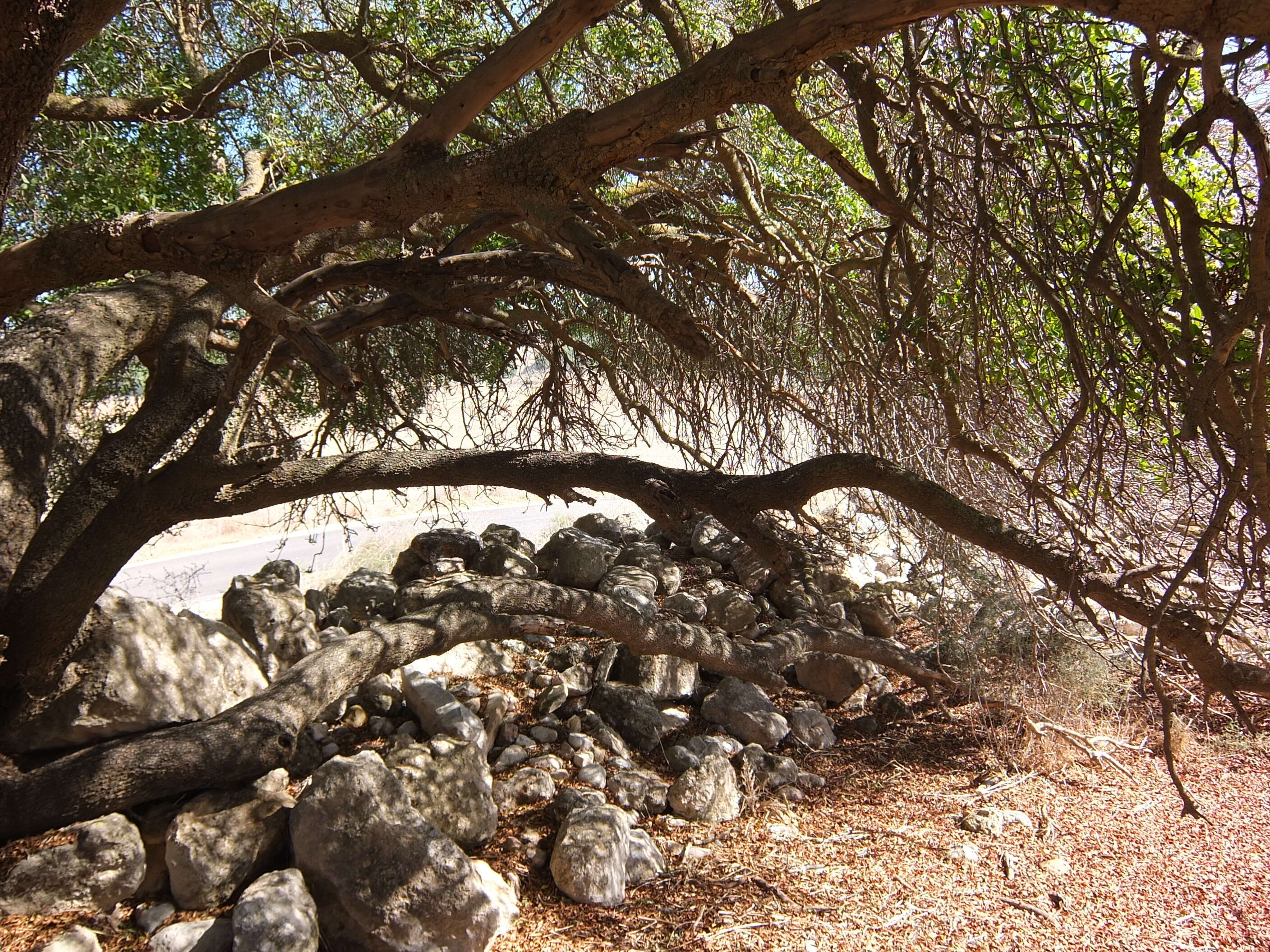 Image of Mt. Atlas mastic tree