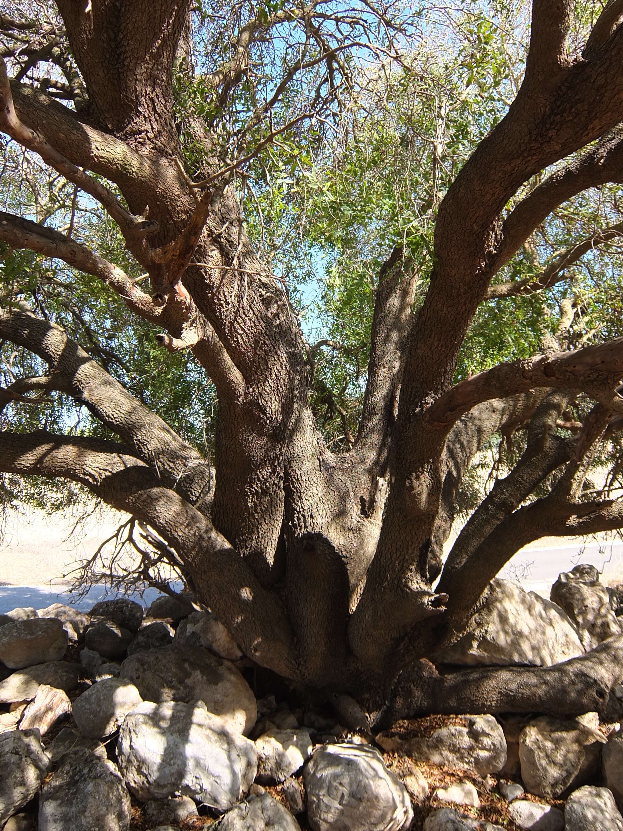 Image of Mt. Atlas mastic tree