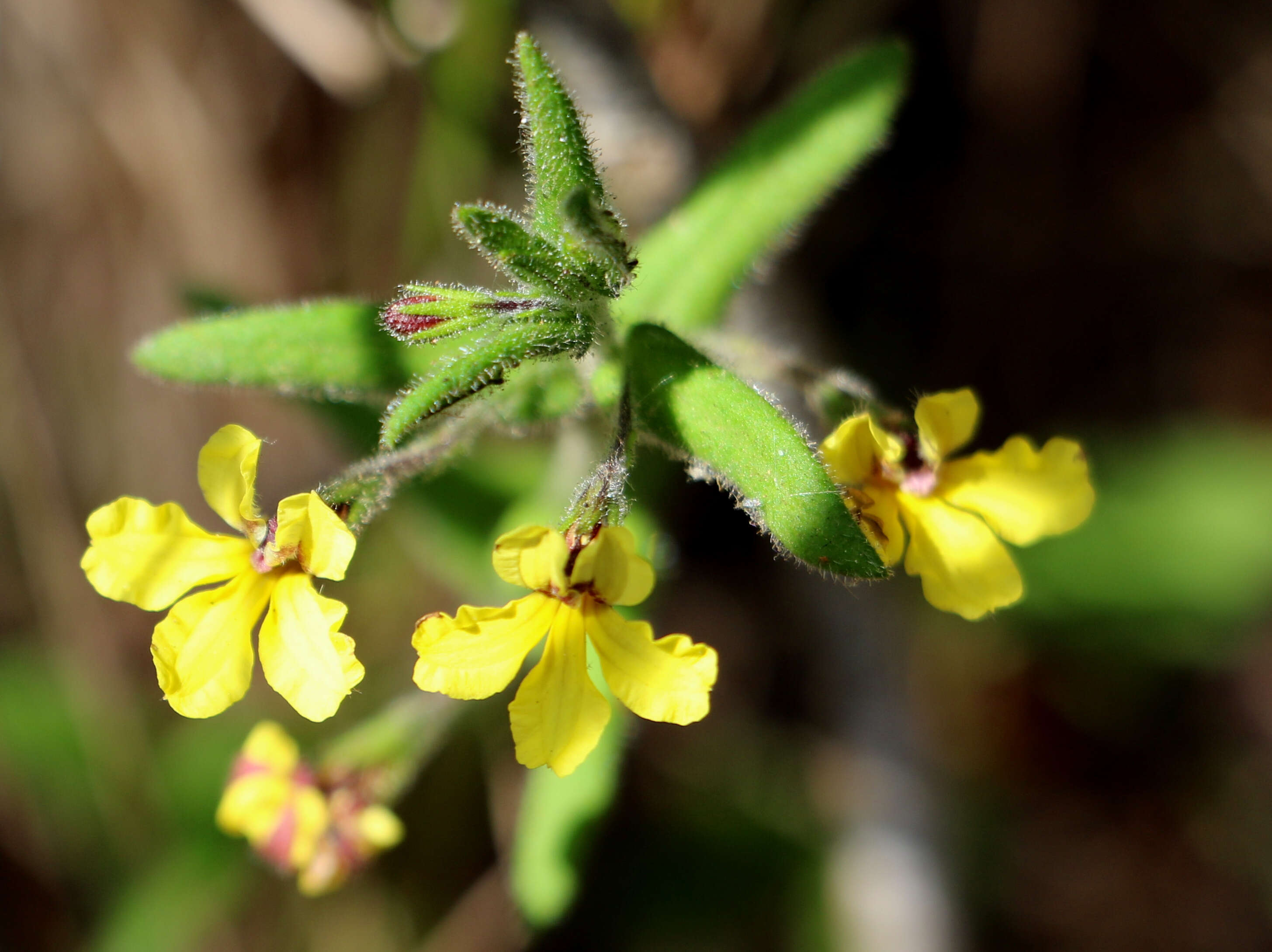 Image of Goodenia heterophylla Sm.