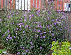 Image de Ruellia simplex Wright