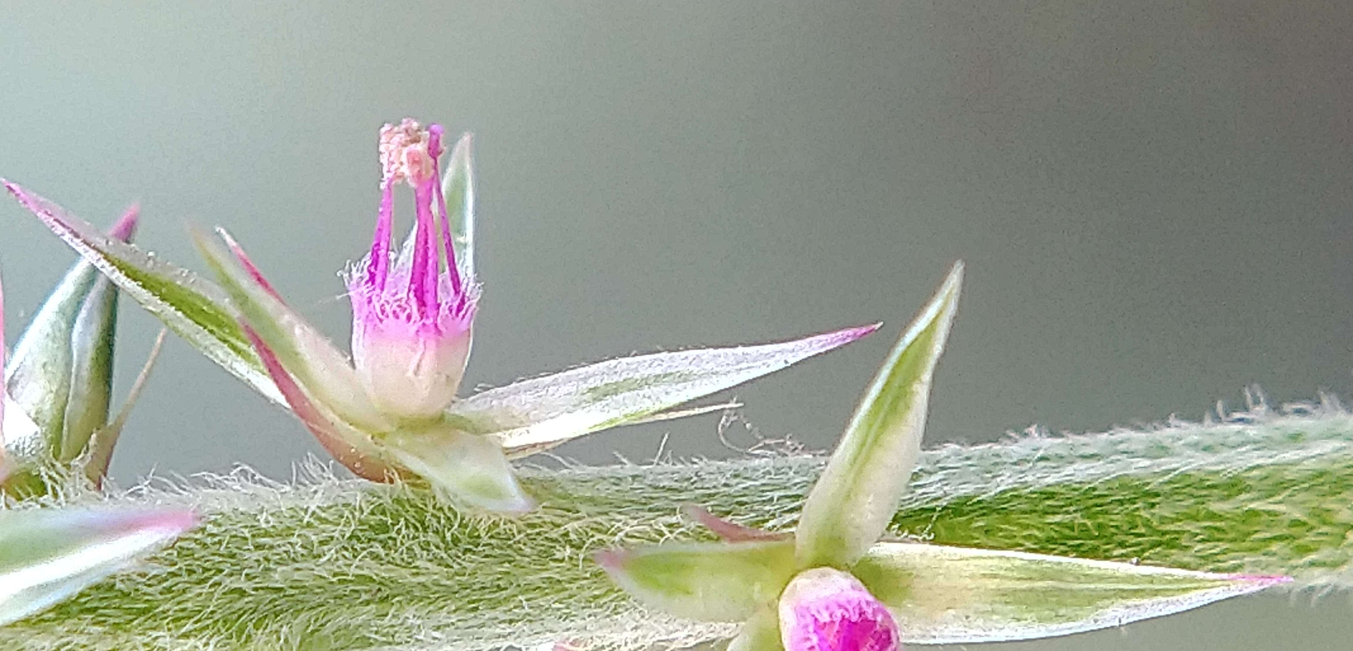 Image of Chaff-flower