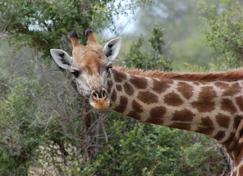 Plancia ëd Giraffa camelopardalis (Linnaeus 1758)