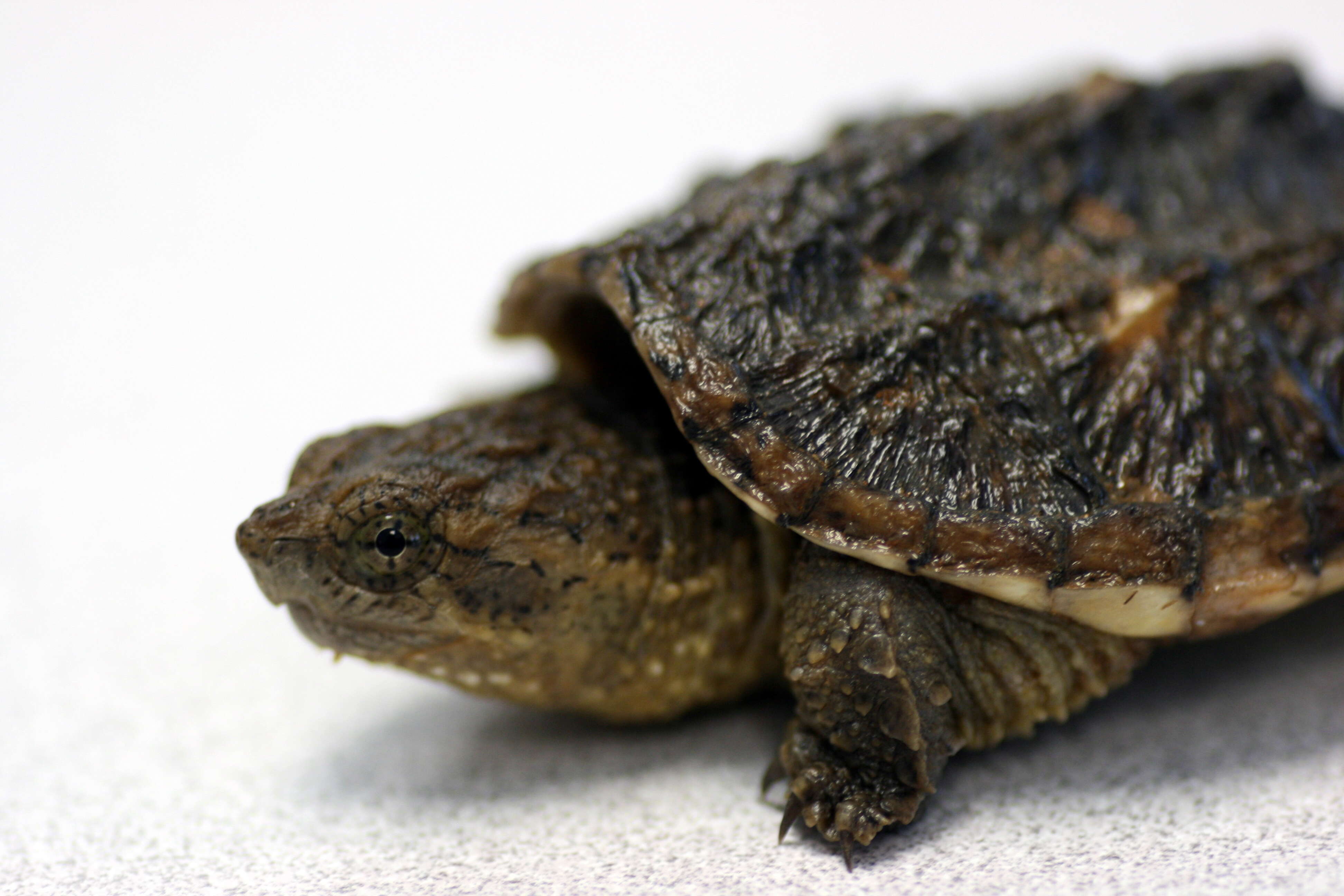 Image of Alligator Snapping Turtles