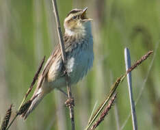 Image of Aquatic Warbler