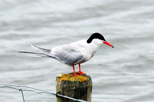 Image of Common Tern