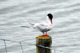 Image of Common Tern