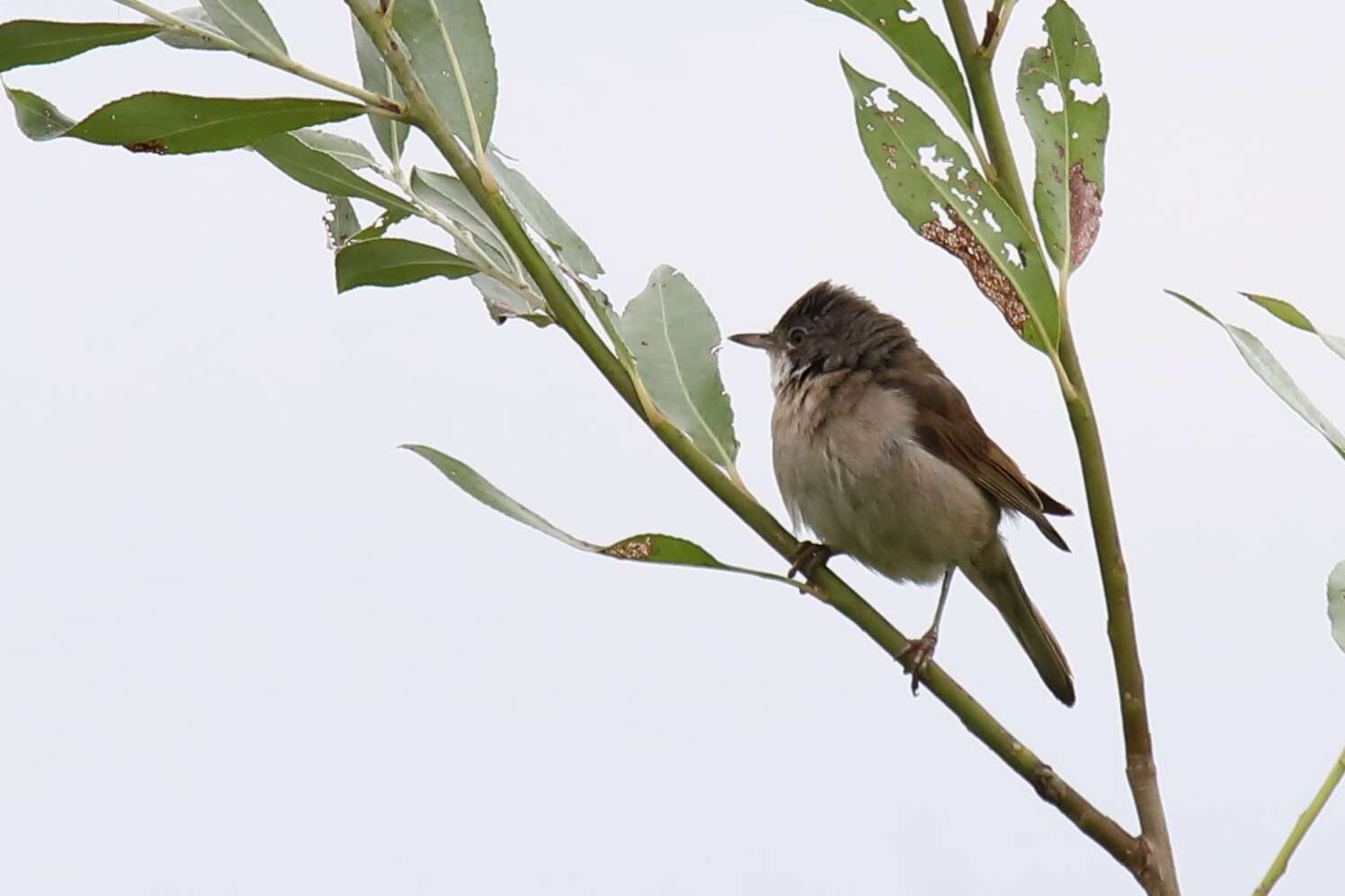 Image of Sylvia communis