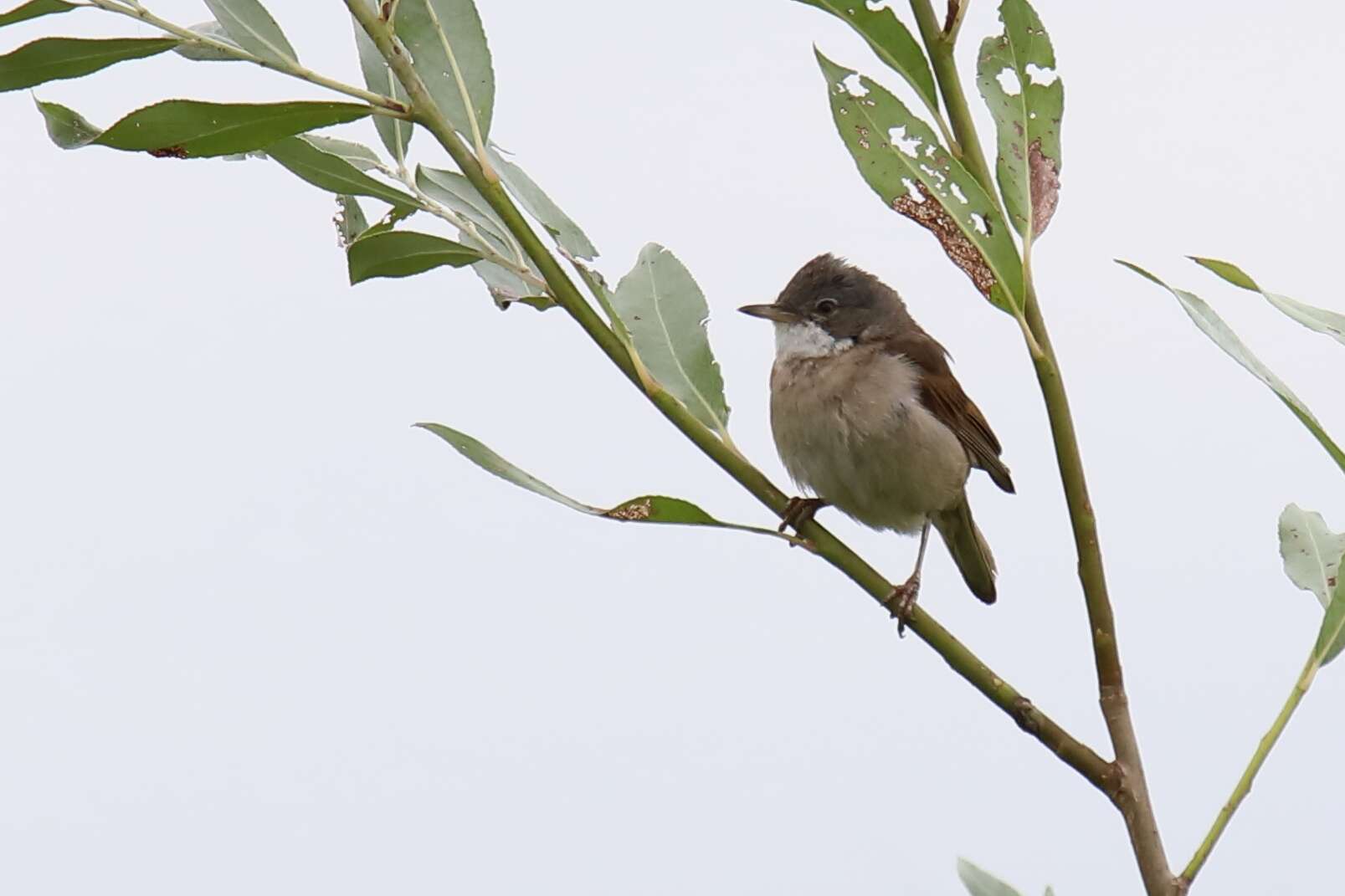 Image of Sylvia communis