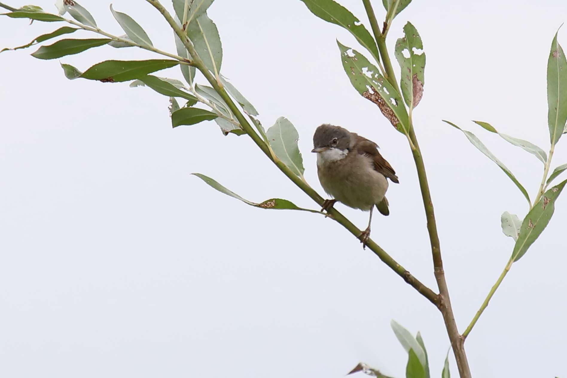 Image of Sylvia communis