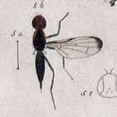 صورة Coenosia sexmaculata Meigen 1838