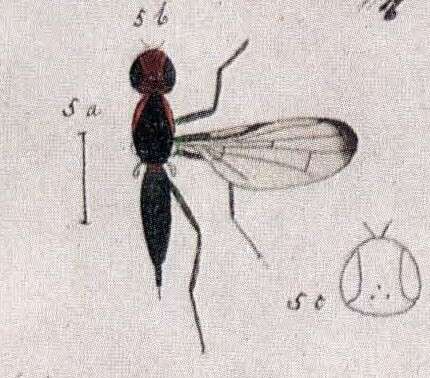 Image of Coenosia sexmaculata Meigen 1838