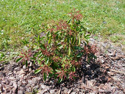 Image of mountain laurel