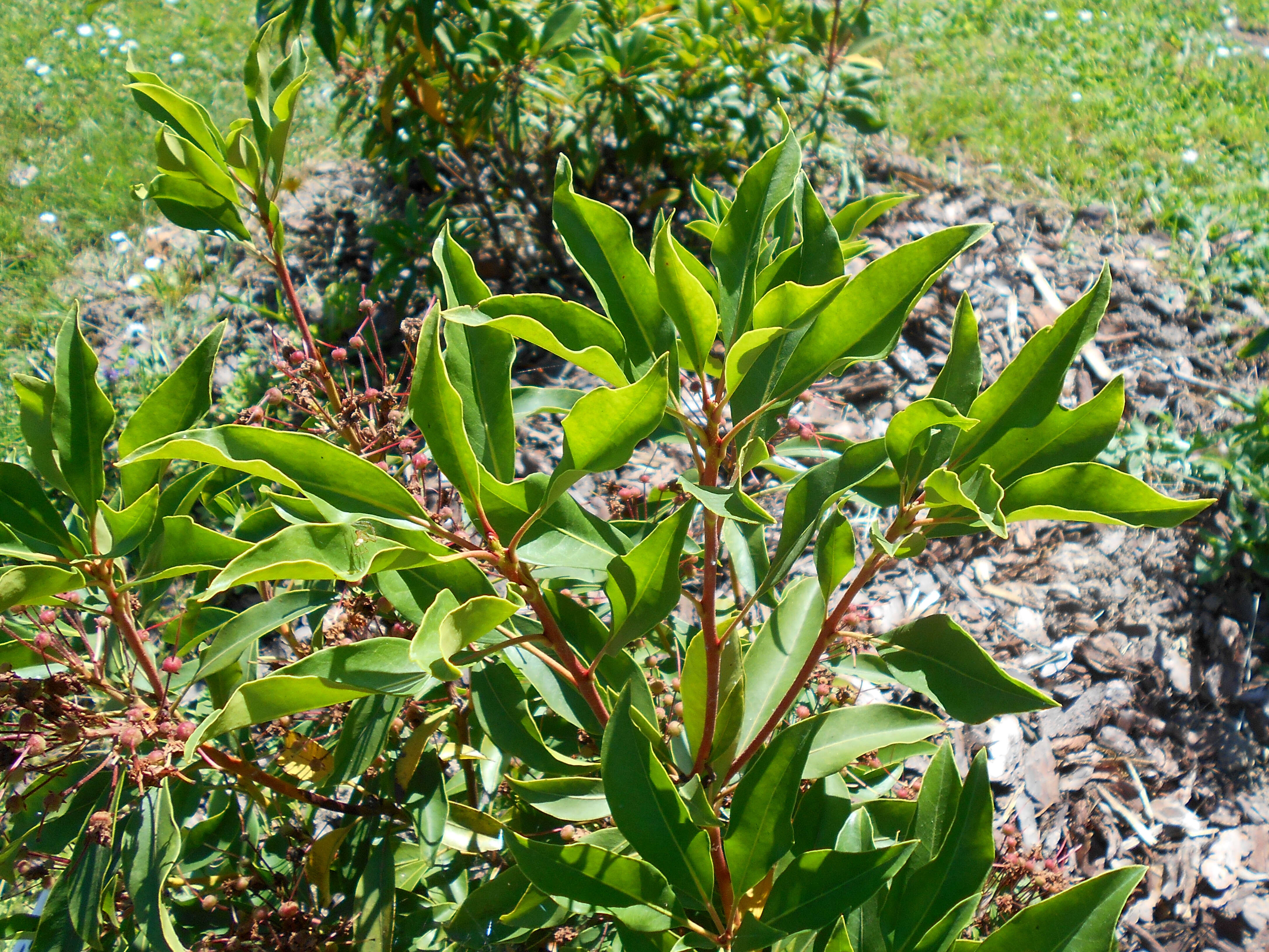 Image of mountain laurel