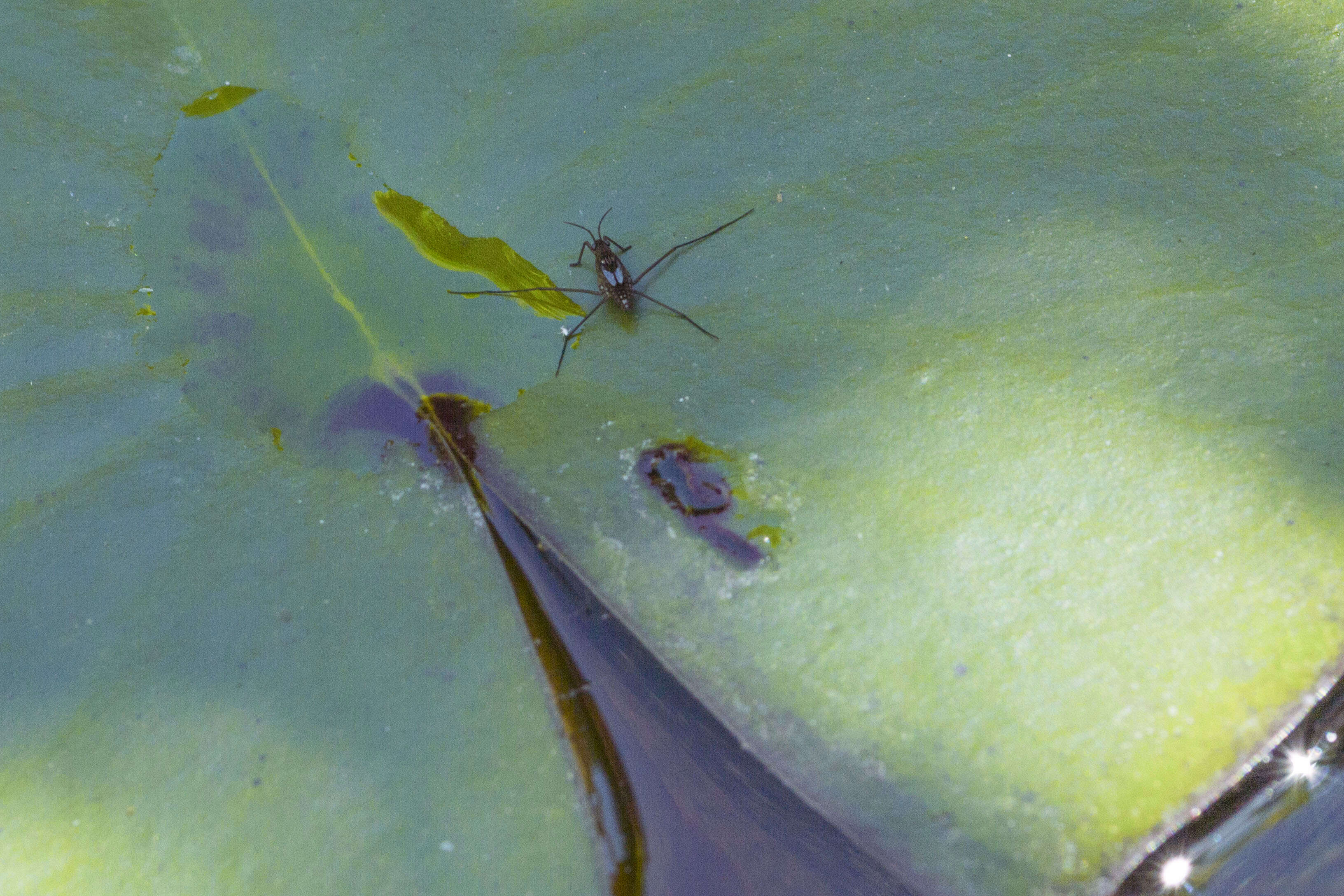 Image of Common pond skater