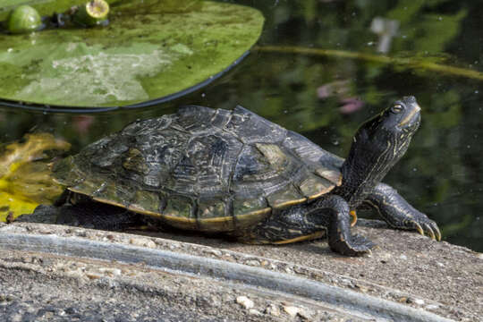 Image of False Map Turtle