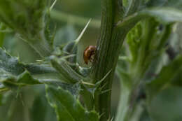 Sivun Neocrepidodera ferruginea kuva