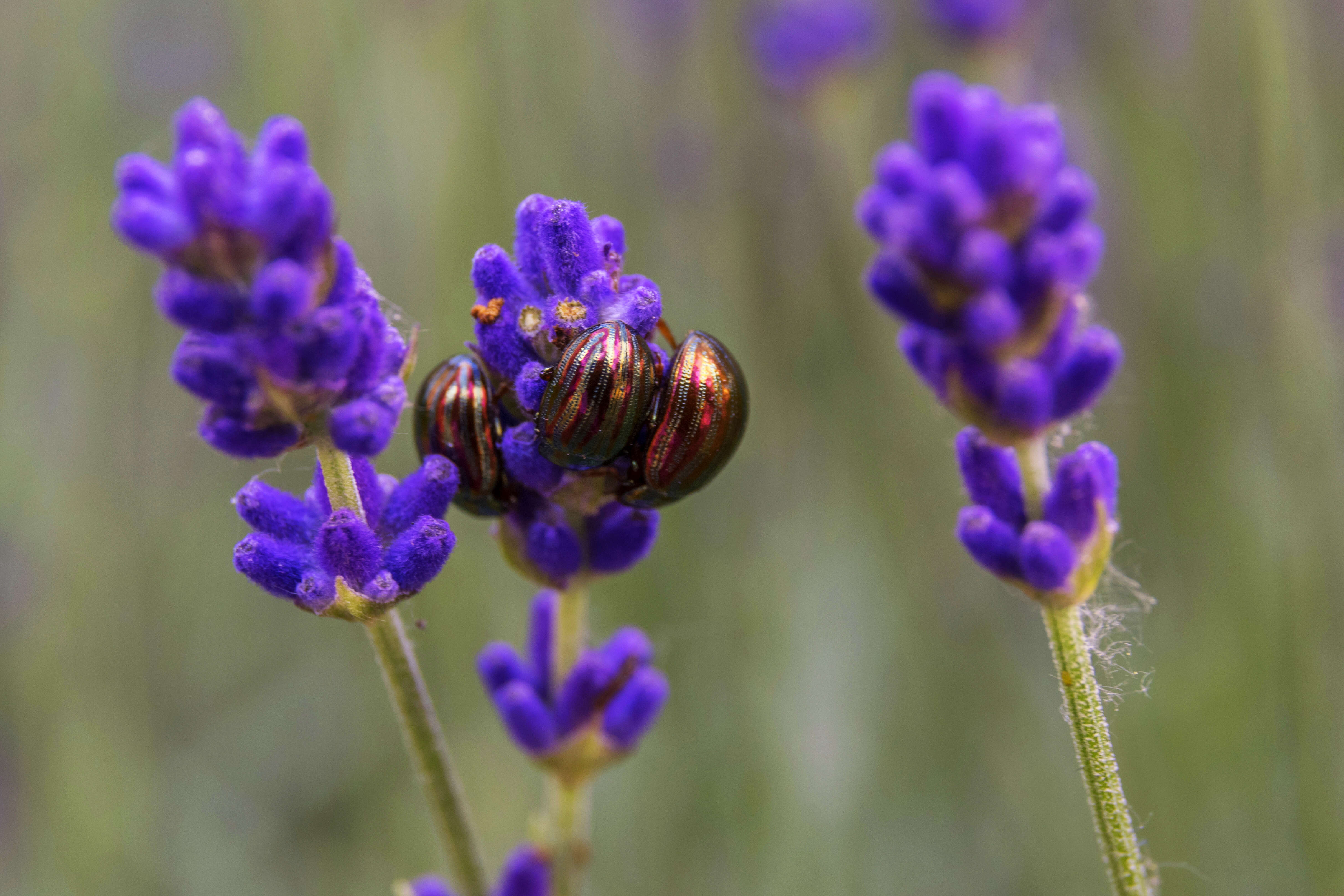 Image of Chrysolina americana