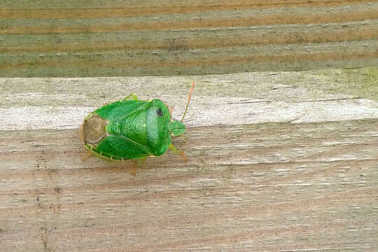 Image of Green shield bug